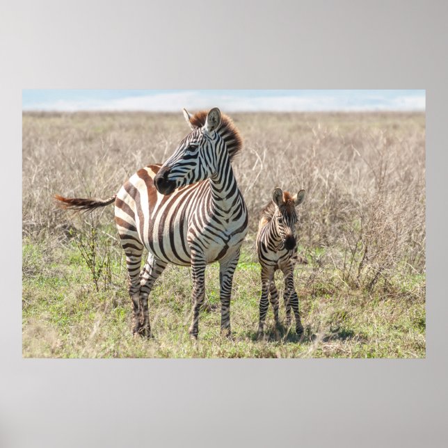 Poster Zebra e Foal (Frente)