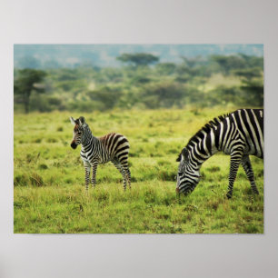 Poster Zebra e zebra, fauna selvagem