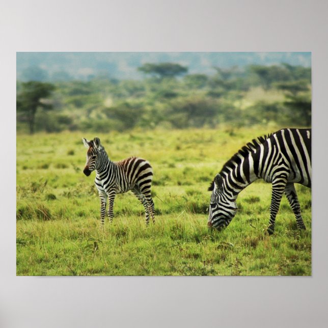 Poster Zebra e zebra, fauna selvagem (Frente)