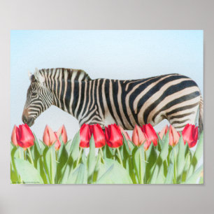 Poster Zebra entre as Tulipas