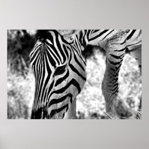 Poster Zebra feche