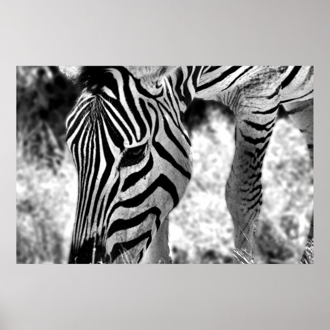 Poster Zebra feche (Frente)