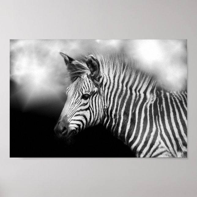 Poster Zebra Foal (Frente)