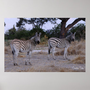 Poster Zebra, foto dupla