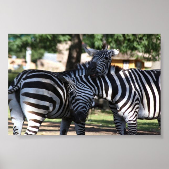Poster Zebra Friends (Frente)
