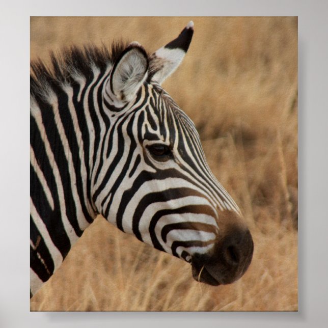 Poster Zebra Head (Frente)