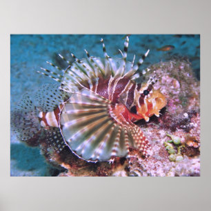 Poster Zebra Lionfish