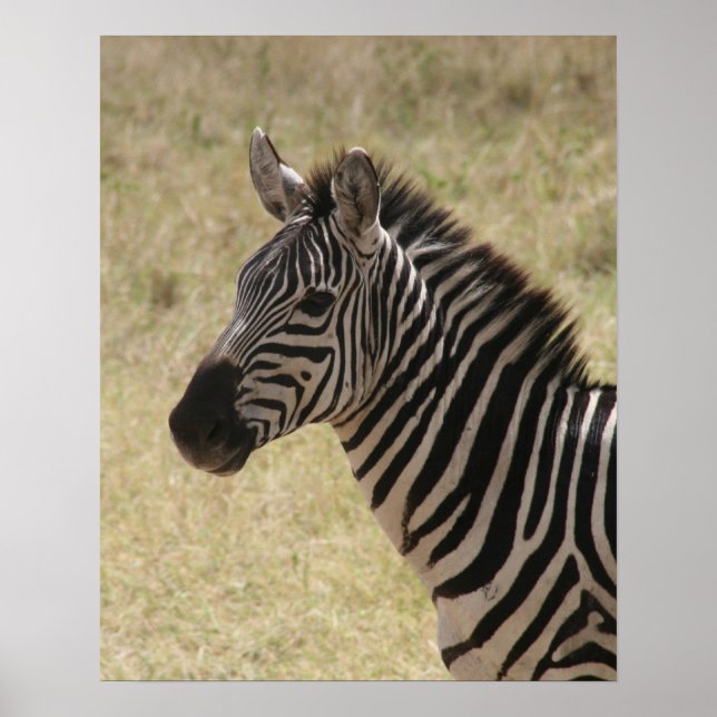 Pôster zebra listrado sorriso (Frente)