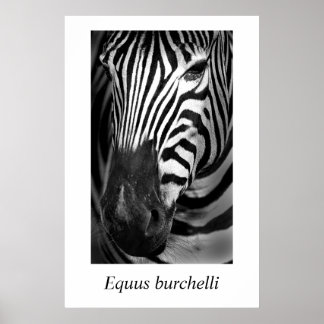 Poster Zebra nº 1 Equus burchelli