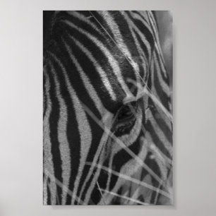 Pôster Zebra na grama