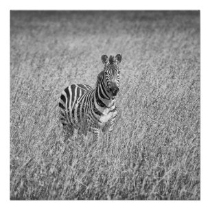 Pôster Zebra na grama alta