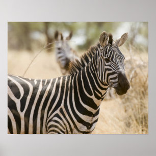 Poster Zebra no parque nacional de Meru, Kenya.