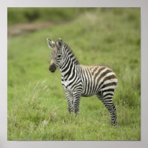 Pôster Zebra nova na planície de Serengeti