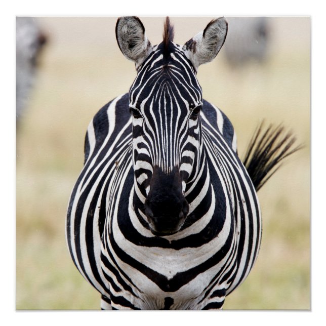 Pôster Zebra olhando para você (Frente)