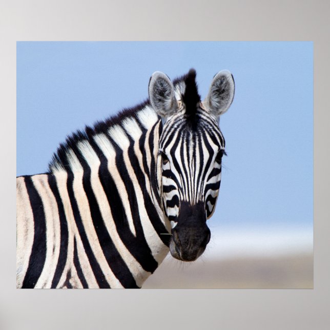 Poster Zebra olhando para você com uma foto azul do céu (Frente)