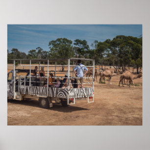 Poster Zebra Safari Tour Truck no Willife Park