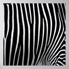 Poster Zebra Skin