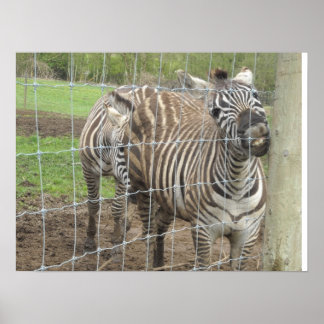 Pôster Zebra Sorridente
