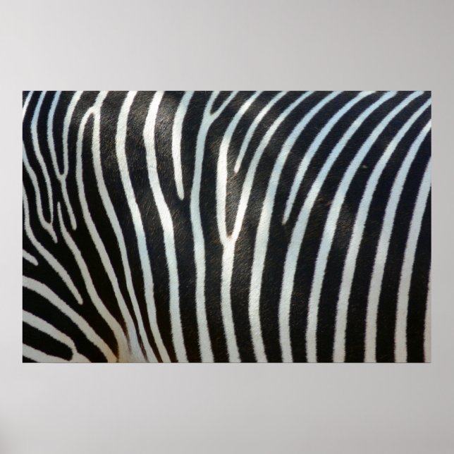 Poster Zebra Stripes 1 (Frente)