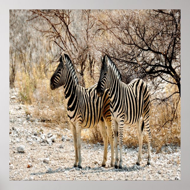 Pôster Zebra Stroll (Frente)