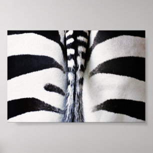 Poster Zebra Tail Closeup