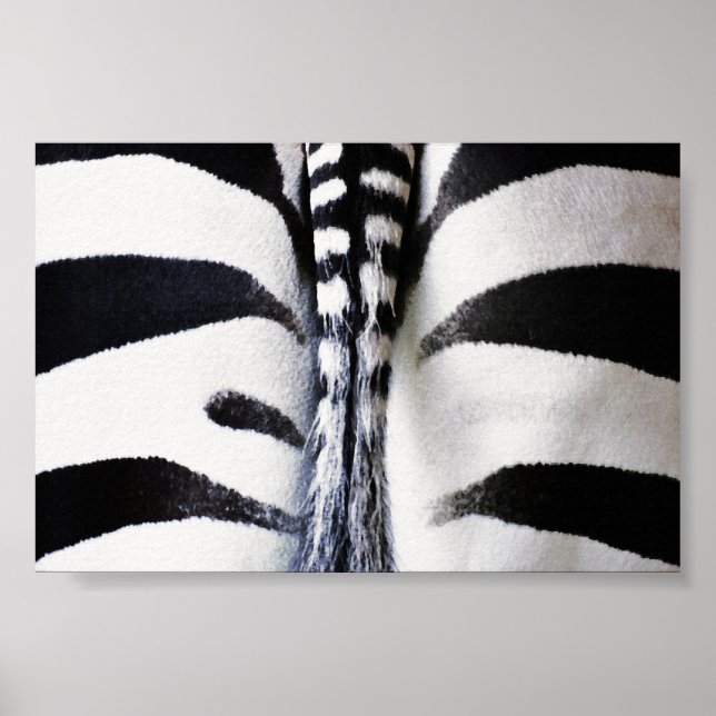 Poster Zebra Tail Closeup (Frente)