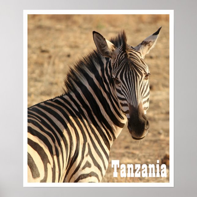 Poster Zebra, Tanzânia (Frente)