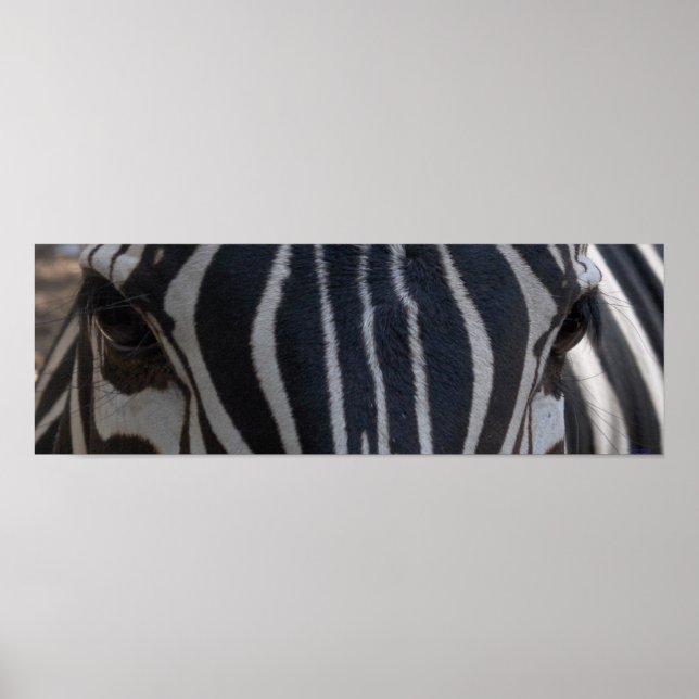 Pôster Zebra Zebra na parede (Frente)