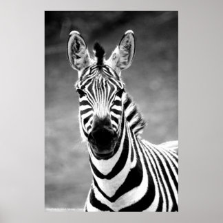 POSTER ZebraPhoto Por John A. Sylvester