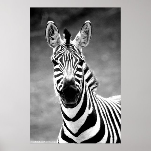 POSTER ZebraPhoto Por John A. Sylvester (Frente)