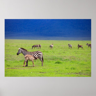 Poster Zebras