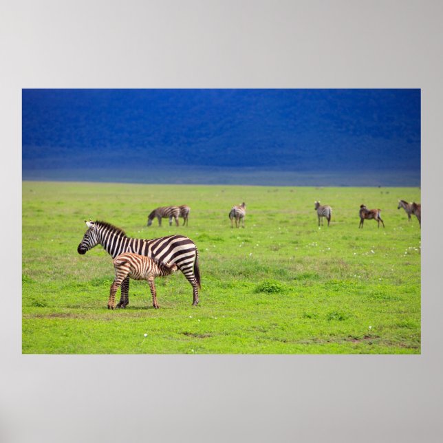 Poster Zebras (Frente)