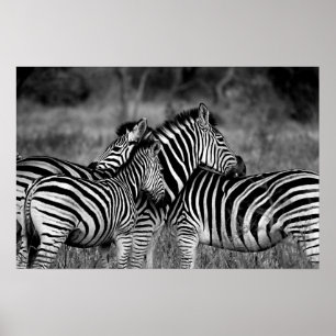 Pôster Zebras
