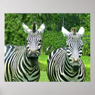 Pôster Zebras 2 Cuxas