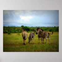 Zebras Africanas em Contexto Natural
