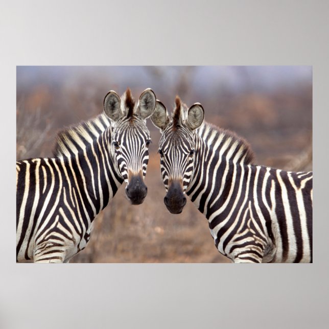 Poster  Zebras-comuns, Parque Nacional Kruger (Frente)