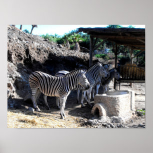 Pôster Zebras de Chapman