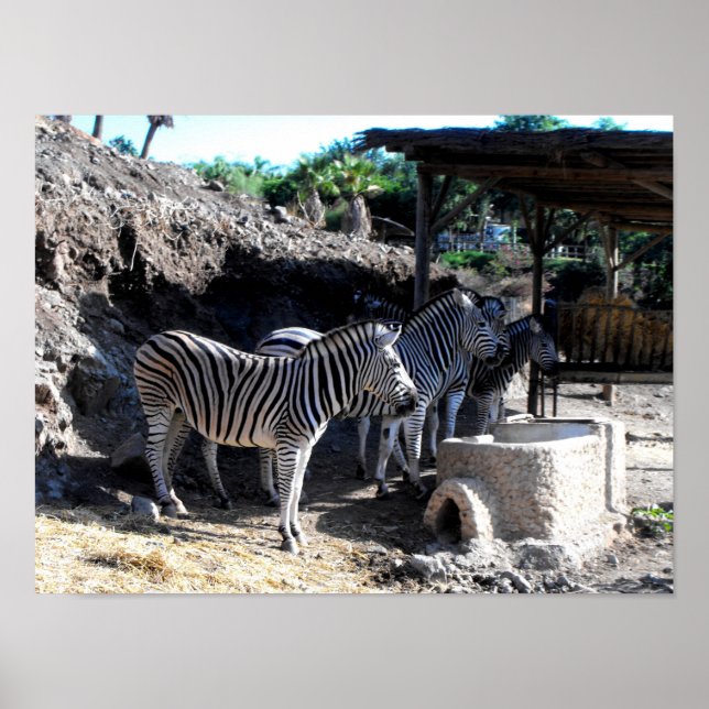 Pôster Zebras de Chapman (Frente)