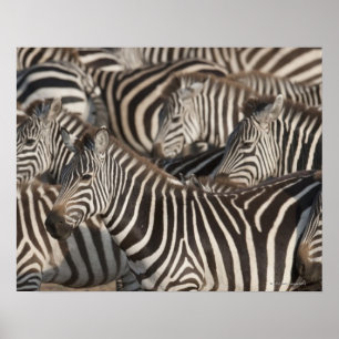 Poster Zebras, Kenya, África