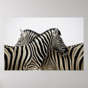 Poster Zebras na cauda