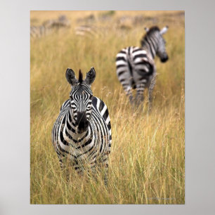 Pôster Zebras na grama alta