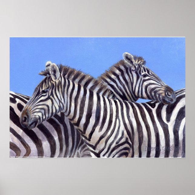 Poster Zebras por Donna Crawshaw (Frente)