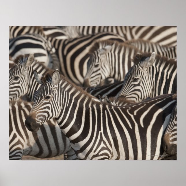Poster Zebras, Quênia, África (Frente)