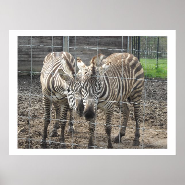Poster Zebras se aconchegando (Frente)