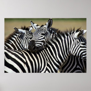 Poster Zebras se agrupam num campo