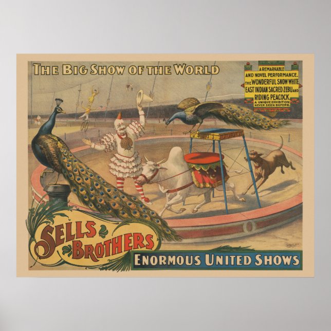 Poster Zebu E Pavão Com Treinador De Palhaços (Frente)