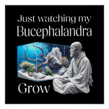 Zen and Bucephalandra – The Art of Aquascaping