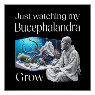 Pôster Zen and Bucephalandra – The Art of Aquascaping