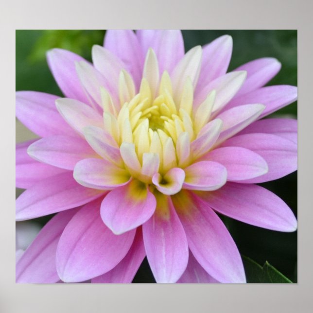 Pôster Zen Flower- Dahlia (Frente)