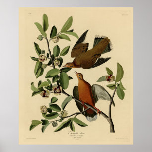 Poster Zenaida Dove do Pássaros da América de John Audubo